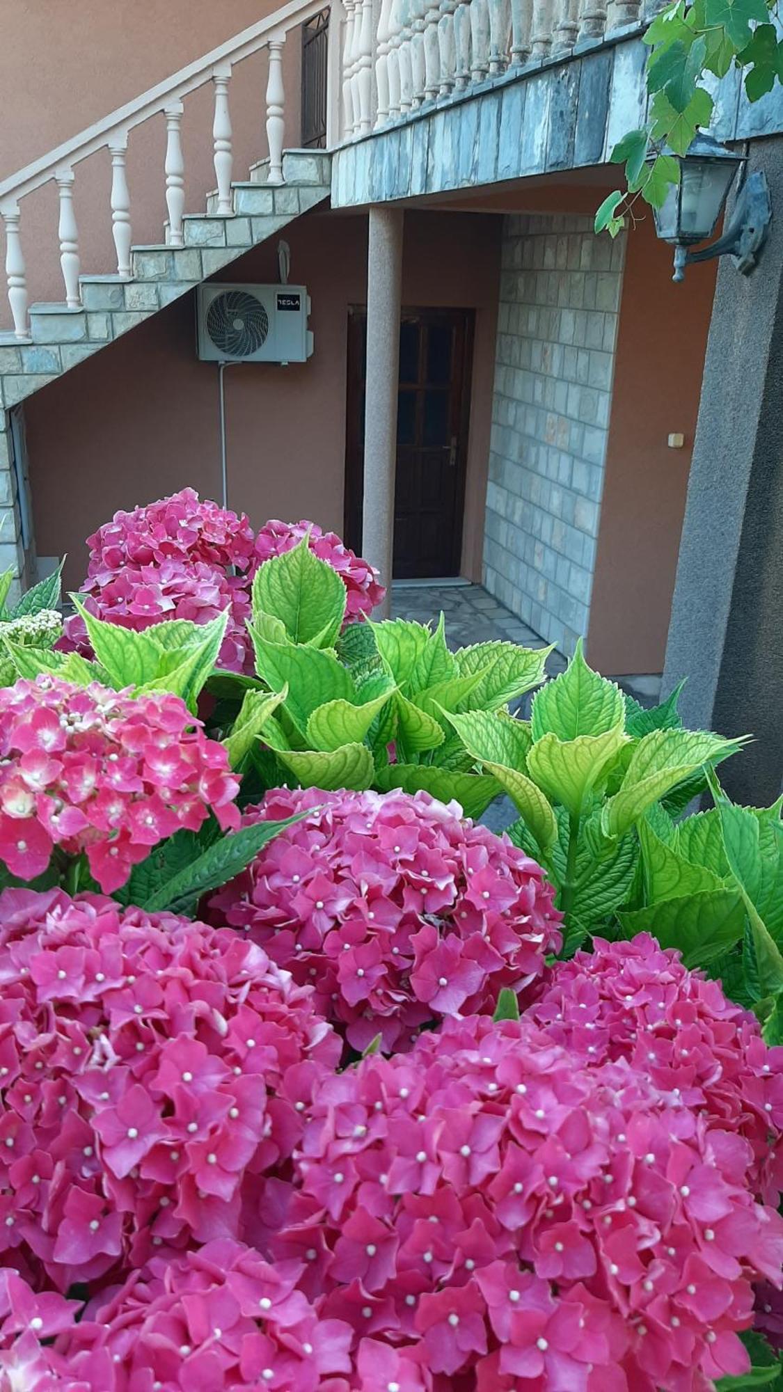 Apartmani "Dukic" Pelinovo Zimmer foto